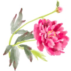 Watercolor  illustration of magenta peony flower.