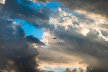 bird in the clouds