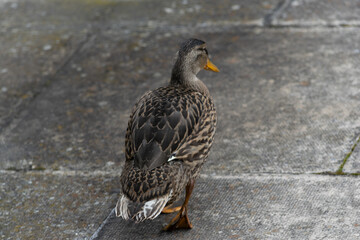 Ducks at Roger Stevens Pond, University of Leeds, United Kingdom