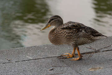 Ducks at Roger Stevens Pond, University of Leeds, United Kingdom