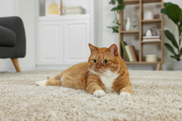 Cute ginger cat lying on carpet at home © New Africa