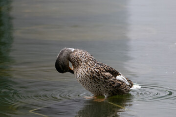 Ducks at Roger Stevens Pond, University of Leeds, United Kingdom