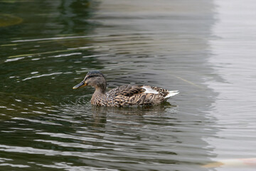 Ducks at Roger Stevens Pond, University of Leeds, United Kingdom