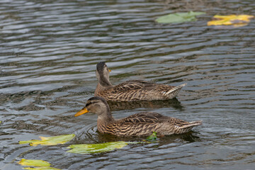 Ducks at Roger Stevens Pond, University of Leeds, United Kingdom