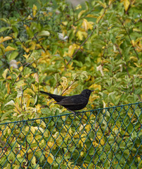 Close-up of bird perching on fence