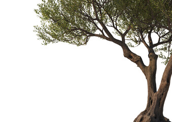 Fototapeta premium ForegroundMulti-shaped olive tree on transparent background