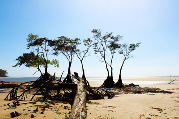 amazon beach