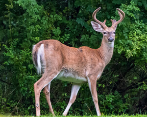 A mature white tail buck deer still with velvet on his antlers in the woods in Warren County, Pennsylvania, USA on a sunny summer day