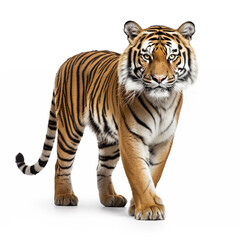 Obraz premium Big Tiger on white background.