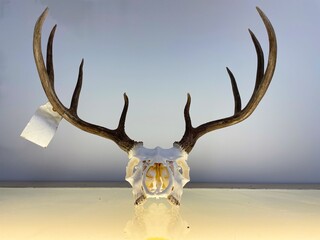 Obraz premium Dead Animal Deer Euro Mount from Hunting by Hunter