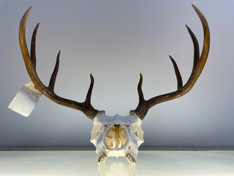 Dead Animal Deer Euro Mount from Hunting by Hunter