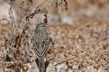 PÁJARO