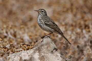PÁJARO