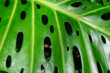Fototapeta na wymiar Monstera deliciosa leaf close up texture background
