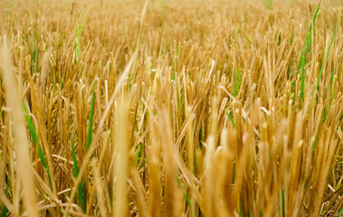 field after harvest 
