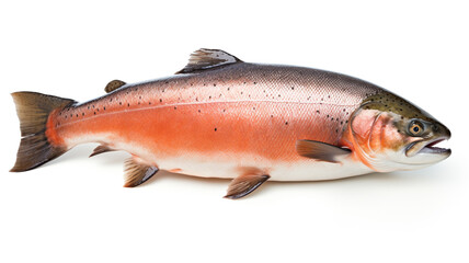 Whole salmon on white background.