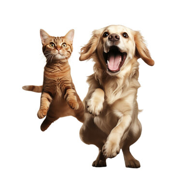 A playful dog and cat jumping in sync