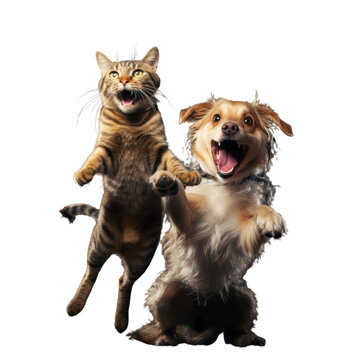 A cat and a dog jumping in mid-air