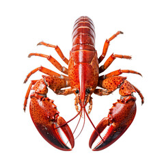 A deliciously cooked lobster on a pristine white background