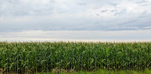 Corn field in Beloeil, Quebec
