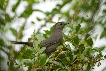 A Gray Catbird bird perched on a tree branch in summer Florida shrubs