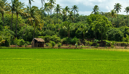 rice field