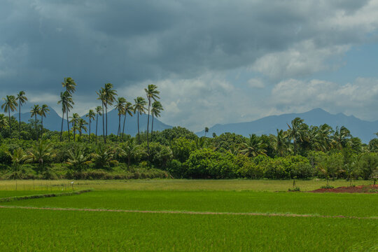 course in the morning