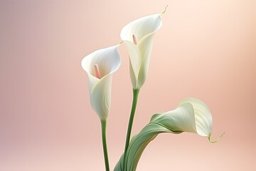 flowers white calla lilies