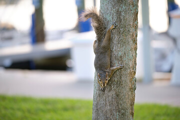 Beautiful wild gray squirrel climbing tree trunk in summer town park