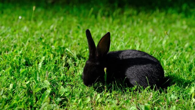 Black rabbit on green grass eat grass. Rabbit with big ears walking in the garden on the lawn. There is a free space for texter in the photo.