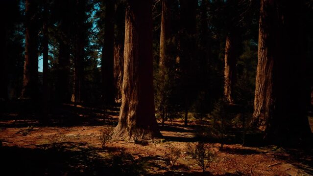 Majestic sequoia trees in the glow of the setting sun