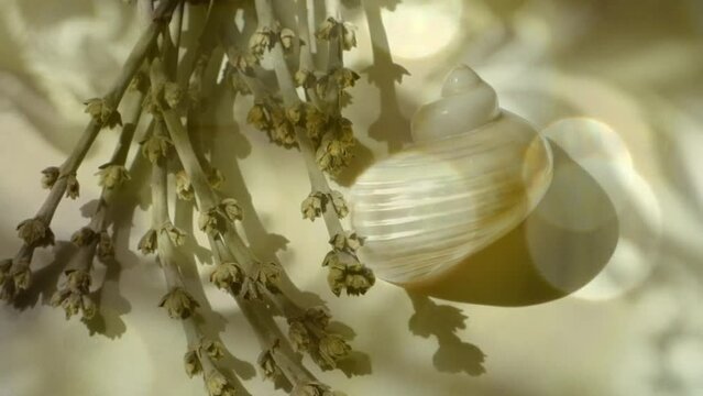 Dry flowers and  sea shell, soft light effect with sun flares, atmospheric mood, golden sunlight. Boho style