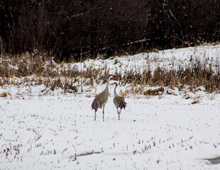 Mated Cranes in Spring 