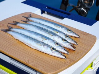 新鮮食材、カマス