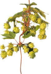 Hops flowers closeup isolated