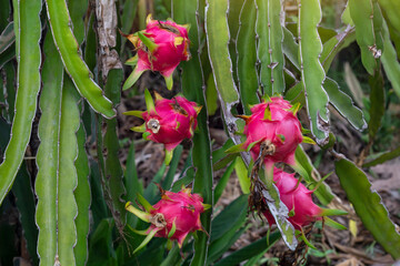 Fresh dragon fruit or Pitaya on the tree with sunlight in the garden on blur nature background.