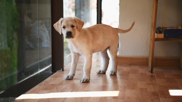 Golden retriever puppy at home