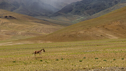 A lone kiang also known as Tibetan wild ass in the grasslands of Ladakh, India