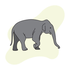 a baby elephant is walking