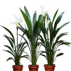 Obraz premium snowdrops in a vase Flower, plant, blossom, petal, stem, leaf, botanical, garden, nature, HD transparent background PNG Image 