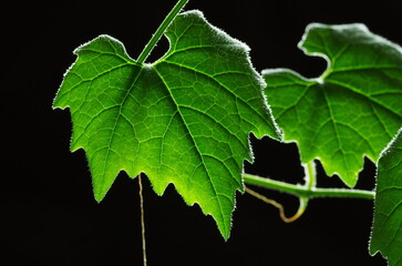 カラスウリの葉