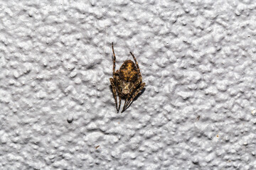 Garden orbweb spider in the wall