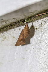 Cocoon hanging on the concrete