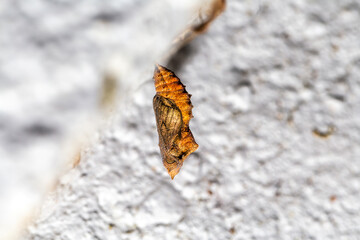 Cocoon hanging on the concrete