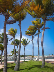 palmeras del caribe