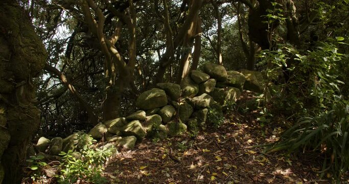 coastal path in the shade of trees with tumbled down stone wall on the island of St Agnes at the Isles of Scilly.