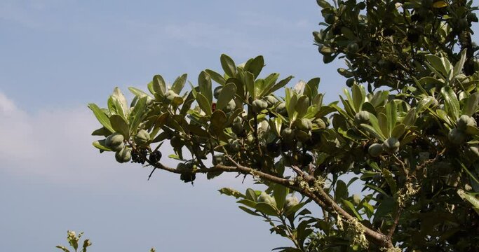 Mid shot of Karo PITTOSPORUM crassifolium seed pods on the island of St Agnes at the Isles of Scilly.