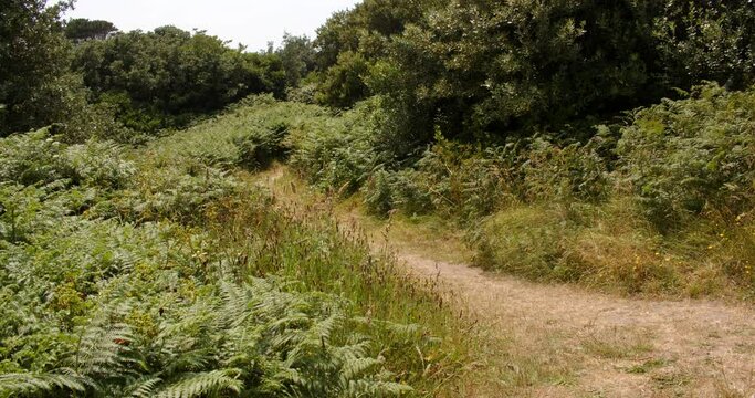 coastal path with foliage on the island of Saint Agnes at the Isles of Scilly.