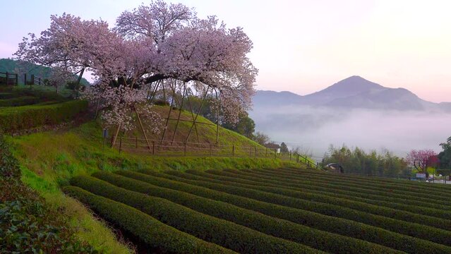 佐賀県　納戸料の百年桜