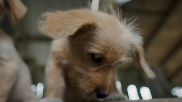 Close Up Portrait Of Poogle Puppies On The Local Village In Ecuador.
